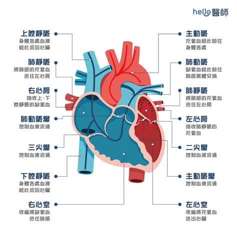 倉鼠心臟位置